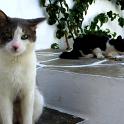 Mykonos Katzen (96)